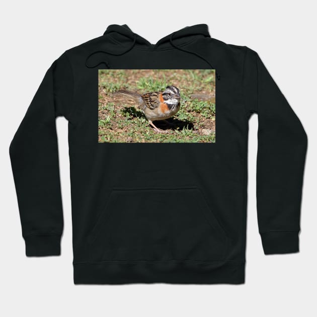 Rufous-collared Sparrow Hoodie by Carole-Anne